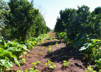 Petrobras firma parceria com o Ministério do Desenvolvimento Agrário no Programa Nacional de Florestas Produtivas para restaurar áreas degradadas com sistemas agroflorestais e fortalecer a agricultura familiar.