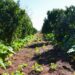 Petrobras firma parceria com o Ministério do Desenvolvimento Agrário no Programa Nacional de Florestas Produtivas para restaurar áreas degradadas com sistemas agroflorestais e fortalecer a agricultura familiar.