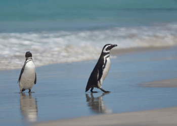 Mais de 350 pinguins-de-magalhães apareceram mortos em Ilha Comprida (SP). IPeC apura causas como falta de alimento, doenças e pesca.
