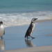 Mais de 350 pinguins-de-magalhães apareceram mortos em Ilha Comprida (SP). IPeC apura causas como falta de alimento, doenças e pesca.