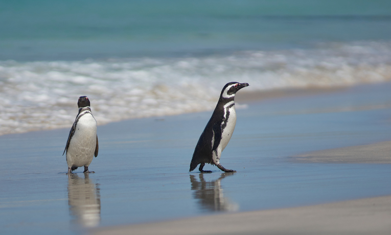 Mais de 350 pinguins-de-magalhães apareceram mortos em Ilha Comprida (SP). IPeC apura causas como falta de alimento, doenças e pesca.