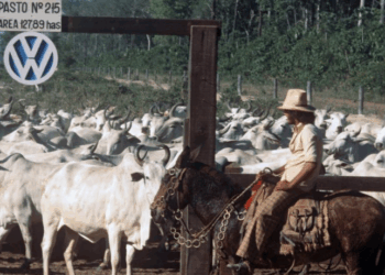 Trabalhadores da Fazenda Vale do Rio Cristalino conduzem rebanho de gado em 1978. A propriedade foi acusada de práticas de trabalho escravo entre 1974 e 1986.
