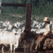 Trabalhadores da Fazenda Vale do Rio Cristalino conduzem rebanho de gado em 1978. A propriedade foi acusada de práticas de trabalho escravo entre 1974 e 1986.