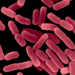 Estudo realizado em 104 hospitais no Brasil revela que 20% erram na dosagem de antibióticos e 88% recorrem ao uso empírico, aumentando risco de resistência bacteriana.