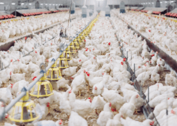 Chile reabre mercado para produtos avícolas brasileiros após reconhecer o país livre de gripe aviária; Rio Grande do Sul é declarado zona livre da Doença de Newcastle.