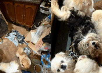 Polícia resgata 125 animais em ONG de Mairiporã (SP) após denúncias de maus-tratos; cães, gatos e porcos eram mantidos em condições precárias e responsável pode ser presa.