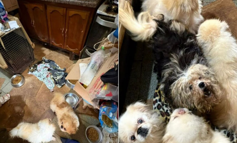 Polícia resgata 125 animais em ONG de Mairiporã (SP) após denúncias de maus-tratos; cães, gatos e porcos eram mantidos em condições precárias e responsável pode ser presa.