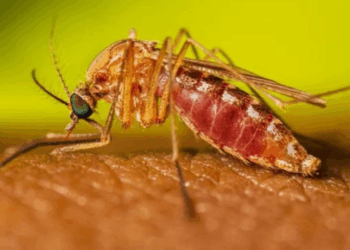 Com mais de 10 mil casos confirmados e cinco mortes, febre oropouche avança no Brasil, especialmente no Rio de Janeiro e Espírito Santo.