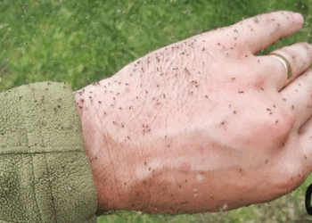 Febre oropouche preocupa o Brasil. Veja o que é mito e o que é verdade sobre transmissão, sintomas e prevenção da doença causada pelo mosquito maruim.