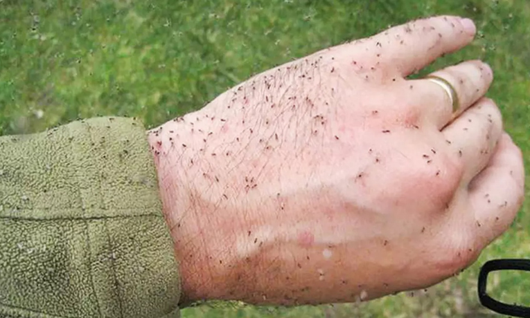 Febre oropouche preocupa o Brasil. Veja o que é mito e o que é verdade sobre transmissão, sintomas e prevenção da doença causada pelo mosquito maruim.