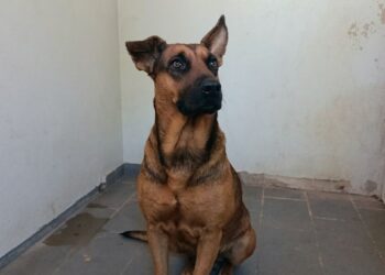 Polícia Civil resgata cão vítima de maus-tratos em Afonso Cláudio (ES) e prende homem de 37 anos por falsa identidade. Animal foi encaminhado a abrigo para receber cuidados.