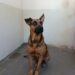 Polícia Civil resgata cão vítima de maus-tratos em Afonso Cláudio (ES) e prende homem de 37 anos por falsa identidade. Animal foi encaminhado a abrigo para receber cuidados.