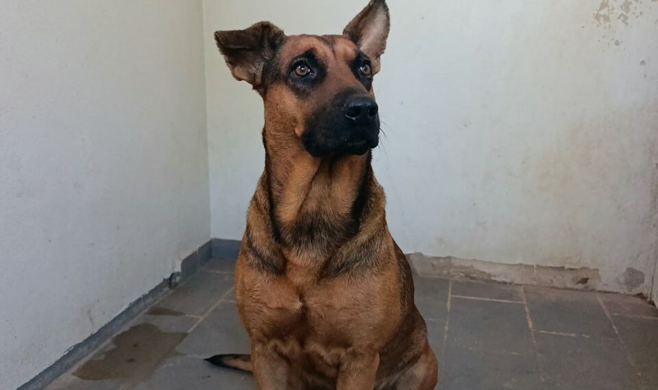 Polícia Civil resgata cão vítima de maus-tratos em Afonso Cláudio (ES) e prende homem de 37 anos por falsa identidade. Animal foi encaminhado a abrigo para receber cuidados.