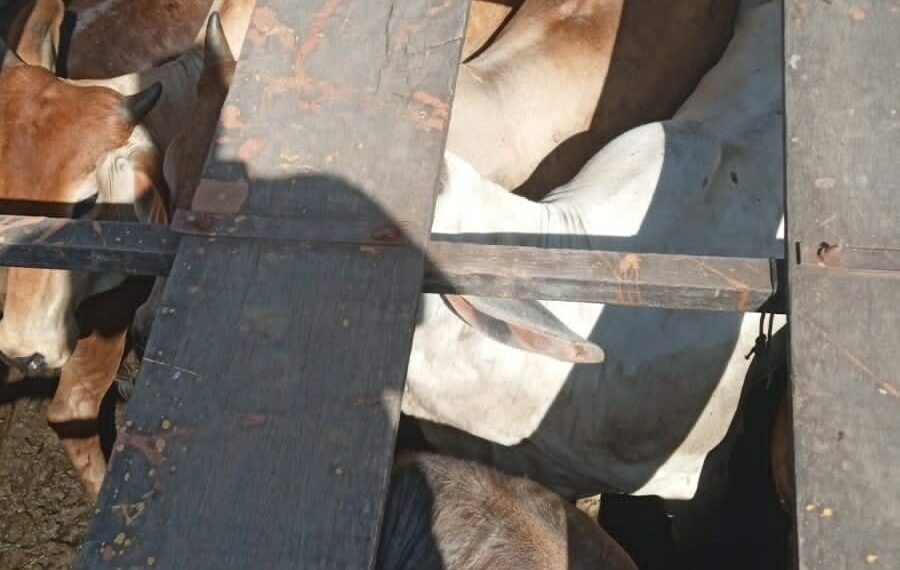 A Polícia Civil do Espírito Santo prendeu em flagrante um homem de 39 anos por furto de gado em Alegre. No caminhão foram apreendidas 17 cabeças de gado furtadas.