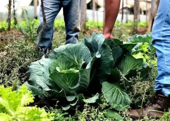 BNDES lança programa Bioinsumos e investe R$ 60 milhões em cooperativas da agricultura familiar. Iniciativa estimula produção sustentável, reduz custos e amplia acesso a alimentos saudáveis no Brasil.