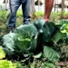 BNDES lança programa Bioinsumos e investe R$ 60 milhões em cooperativas da agricultura familiar. Iniciativa estimula produção sustentável, reduz custos e amplia acesso a alimentos saudáveis no Brasil.