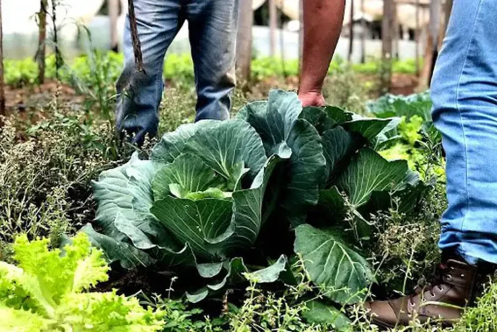 BNDES lança programa Bioinsumos e investe R$ 60 milhões em cooperativas da agricultura familiar. Iniciativa estimula produção sustentável, reduz custos e amplia acesso a alimentos saudáveis no Brasil.