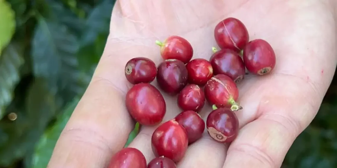 Em reação oposta aos EUA, China autoriza 183 novas empresas brasileiras a exportar café. Medida vale por cinco anos e reforça potencial do mercado chinês.
