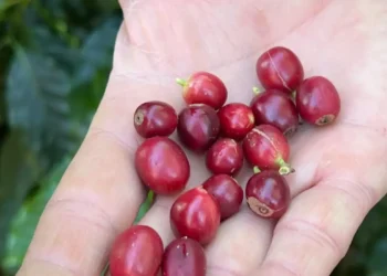 Em reação oposta aos EUA, China autoriza 183 novas empresas brasileiras a exportar café. Medida vale por cinco anos e reforça potencial do mercado chinês.