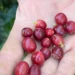 Em reação oposta aos EUA, China autoriza 183 novas empresas brasileiras a exportar café. Medida vale por cinco anos e reforça potencial do mercado chinês.