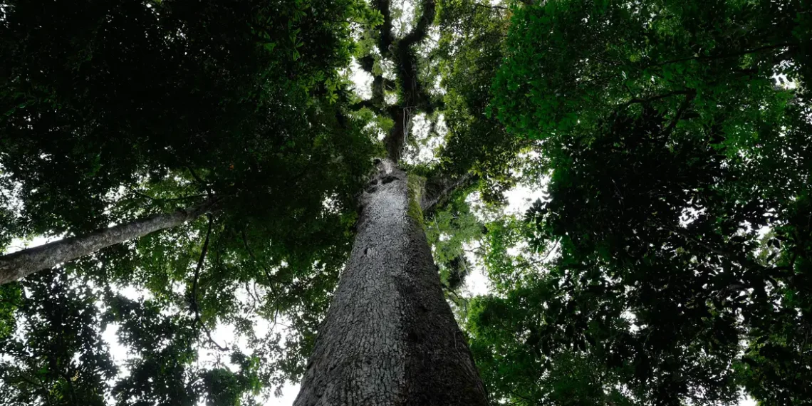 Lula sancionou, com vetos, o projeto de licenciamento ambiental, bloqueando dispositivos que fragilizavam a proteção ambiental e garantindo padrões nacionais. Novas medidas mantêm exigências para obras de médio e alto impacto.