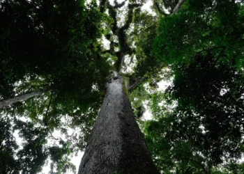 Lula sancionou, com vetos, o projeto de licenciamento ambiental, bloqueando dispositivos que fragilizavam a proteção ambiental e garantindo padrões nacionais. Novas medidas mantêm exigências para obras de médio e alto impacto.