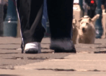 Novo veranico atinge o Brasil com temperaturas acima da média no inverno. São Paulo terá máximas de 29ºC, e estados do Centro-Oeste podem chegar aos 40ºC. Calor vai até o dia 25 e exige alerta para tempo seco e baixa umidade.
