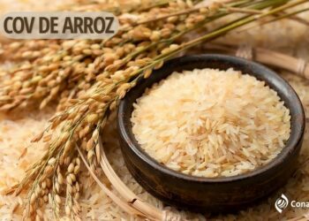 Conab anuncia compra de até 110 mil toneladas de arroz por Contratos de Opção de Venda para produtores do RS e SC, com preços até 15% acima do mínimo, visando retomar estoques públicos e apoiar agricultores.