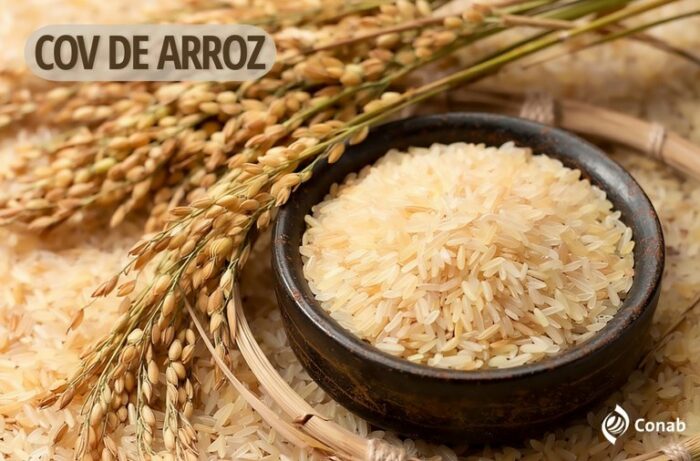 Conab anuncia compra de até 110 mil toneladas de arroz por Contratos de Opção de Venda para produtores do RS e SC, com preços até 15% acima do mínimo, visando retomar estoques públicos e apoiar agricultores.