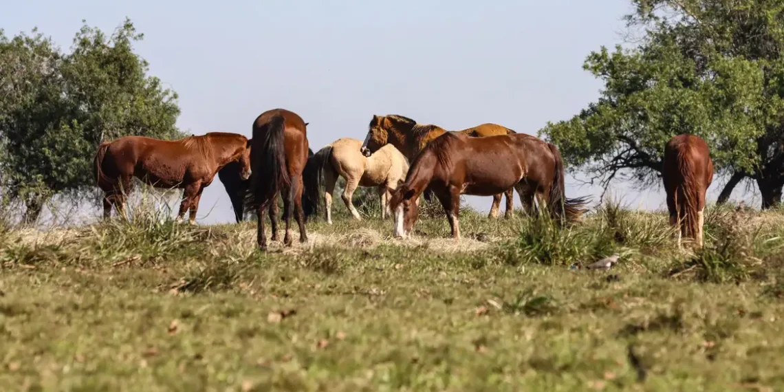 Fiocruz confirma primeiros casos de encefalite equina venezuelana em Tabatinga (AM). Três pessoas foram infectadas na tríplice fronteira com Colômbia e Peru; doença é transmitida por mosquitos e pode causar sequelas neurológicas.