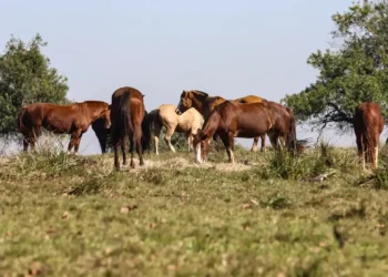 Fiocruz confirma primeiros casos de encefalite equina venezuelana em Tabatinga (AM). Três pessoas foram infectadas na tríplice fronteira com Colômbia e Peru; doença é transmitida por mosquitos e pode causar sequelas neurológicas.