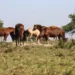 Fiocruz confirma primeiros casos de encefalite equina venezuelana em Tabatinga (AM). Três pessoas foram infectadas na tríplice fronteira com Colômbia e Peru; doença é transmitida por mosquitos e pode causar sequelas neurológicas.