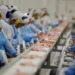 Os preços da indústria brasileira caíram 1,25% em junho, acumulando retração de 3,11% no ano, segundo o IBGE. Alimentos, petróleo e metalurgia puxaram as quedas no IPP.