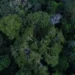 Estudo do CPI/PUC-Rio mostra que só 2% do financiamento climático internacional ao Brasil é destinado às florestas. Setor ainda enfrenta barreiras para atrair capital privado e demanda mais protagonismo na agenda da COP30.