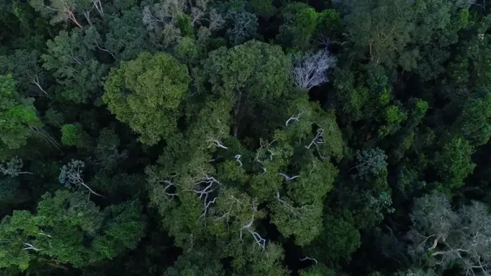 Estudo do CPI/PUC-Rio mostra que só 2% do financiamento climático internacional ao Brasil é destinado às florestas. Setor ainda enfrenta barreiras para atrair capital privado e demanda mais protagonismo na agenda da COP30.