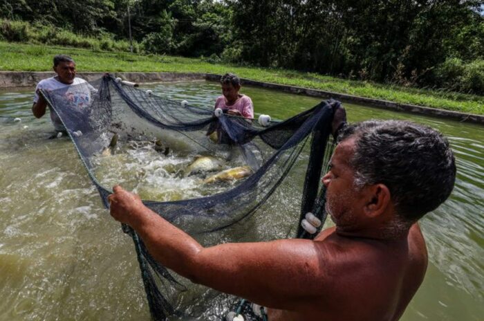 Projeto de lei garante direitos previdenciários a aquicultores familiares, incluindo aposentadoria e auxílio-doença. Iniciativa foca na região Norte.