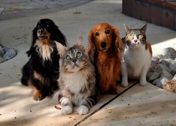A Comissão de Direitos Humanos do Senado realiza debate sobre abandono de animais, castração e vacinação. Em pauta, a proposta de criação do Estatuto dos Animais Domésticos, defendida pelo senador Paulo Paim.