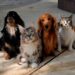 A Comissão de Direitos Humanos do Senado realiza debate sobre abandono de animais, castração e vacinação. Em pauta, a proposta de criação do Estatuto dos Animais Domésticos, defendida pelo senador Paulo Paim.