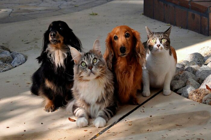 A Comissão de Direitos Humanos do Senado realiza debate sobre abandono de animais, castração e vacinação. Em pauta, a proposta de criação do Estatuto dos Animais Domésticos, defendida pelo senador Paulo Paim.
