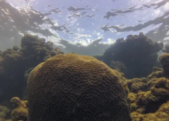 Oceano Atlântico enfrenta combinação perigosa de ondas de calor, acidificação e baixa clorofila. Estudo alerta para impactos nos ecossistemas marinhos e na segurança alimentar de países da América do Sul e da África.