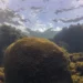 Oceano Atlântico enfrenta combinação perigosa de ondas de calor, acidificação e baixa clorofila. Estudo alerta para impactos nos ecossistemas marinhos e na segurança alimentar de países da América do Sul e da África.