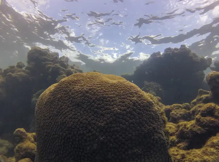 Oceano Atlântico enfrenta combinação perigosa de ondas de calor, acidificação e baixa clorofila. Estudo alerta para impactos nos ecossistemas marinhos e na segurança alimentar de países da América do Sul e da África.