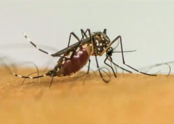 O ECDC alerta que a Europa enfrenta transmissões mais longas e intensas de doenças transmitidas por mosquitos, incluindo chikungunya e vírus do Nilo Ocidental, impulsionadas por fatores climáticos e ambientais.
