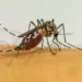 O ECDC alerta que a Europa enfrenta transmissões mais longas e intensas de doenças transmitidas por mosquitos, incluindo chikungunya e vírus do Nilo Ocidental, impulsionadas por fatores climáticos e ambientais.