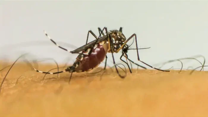 O ECDC alerta que a Europa enfrenta transmissões mais longas e intensas de doenças transmitidas por mosquitos, incluindo chikungunya e vírus do Nilo Ocidental, impulsionadas por fatores climáticos e ambientais.