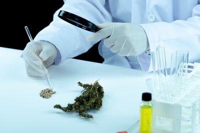 Embrapa, The Green Hub e Instituto Ficus firmam acordo para fomentar pesquisa, inovação e desenvolvimento sustentável da cadeia produtiva de cannabis no Brasil, com criação de observatório de tendências e plataforma de inovação aberta.