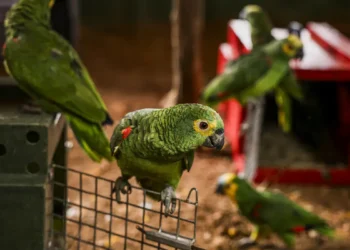 Polícia resgata 90 aves silvestres vítimas de tráfico e maus-tratos na Serra de Petrópolis. Trinca-ferros seriam vendidos em feira ilegal no RJ.
