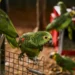 Polícia resgata 90 aves silvestres vítimas de tráfico e maus-tratos na Serra de Petrópolis. Trinca-ferros seriam vendidos em feira ilegal no RJ.
