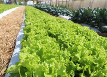 Segundo a Embrapa, as mudanças climáticas podem tornar impossível o cultivo de alface em campo aberto no Brasil durante o verão em até 50 anos. Pesquisa aponta que 97% do território terá risco climático alto ou muito alto.
