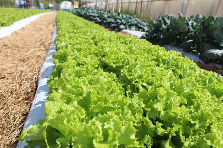 Segundo a Embrapa, as mudanças climáticas podem tornar impossível o cultivo de alface em campo aberto no Brasil durante o verão em até 50 anos. Pesquisa aponta que 97% do território terá risco climático alto ou muito alto.